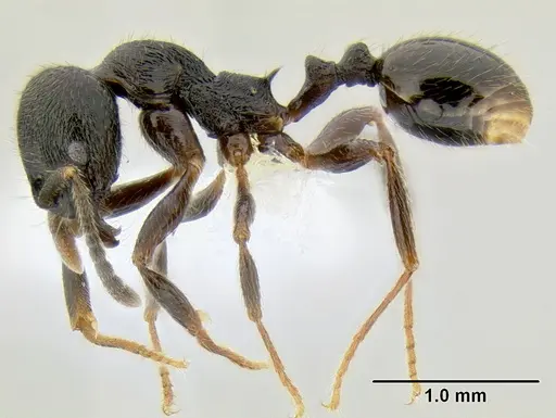 Stenamma leptospinum - CASENT0605530