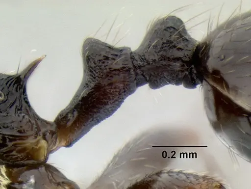 Stenamma leptospinum - CASENT0605530