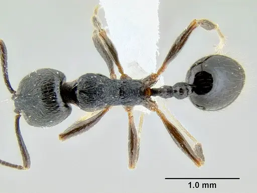 Stenamma leptospinum - CASENT0605531