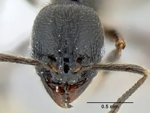 Stenamma leptospinum - CASENT0605531