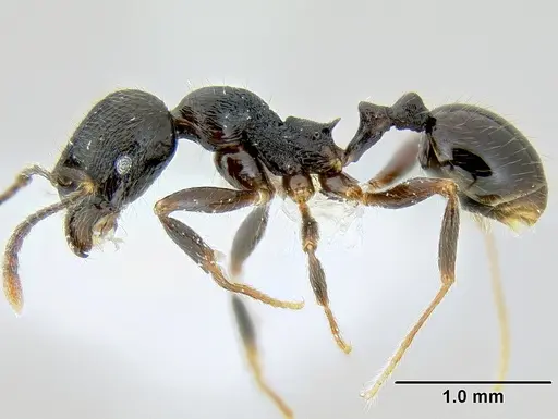 Stenamma leptospinum - CASENT0605531