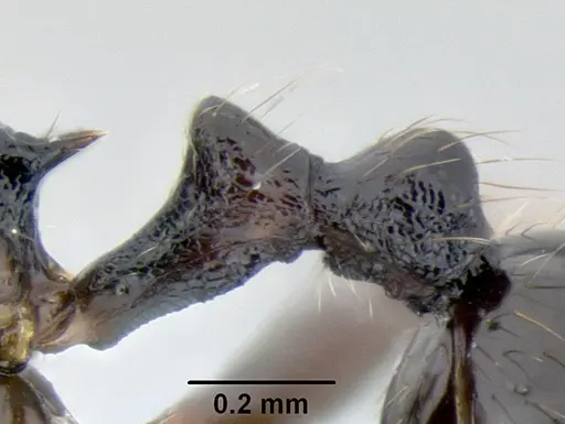 Stenamma leptospinum - CASENT0605531