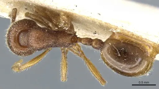 Stenamma lippulum specimen