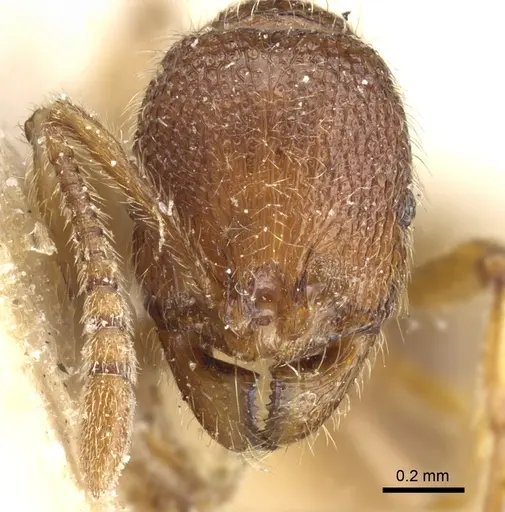 Stenamma lippulum specimen