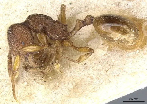 Stenamma lippulum specimen