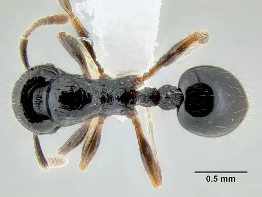 Stenamma llama specimen