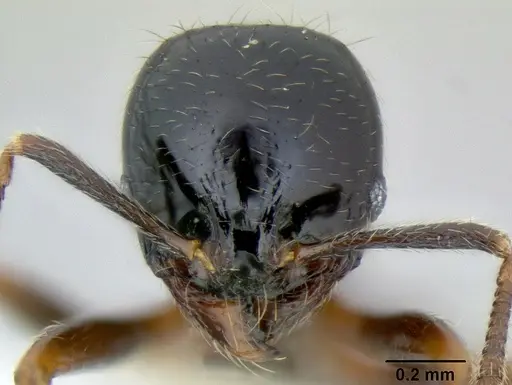 Stenamma llama specimen