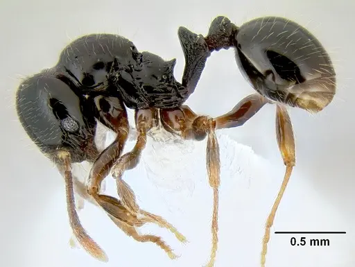 Stenamma llama specimen