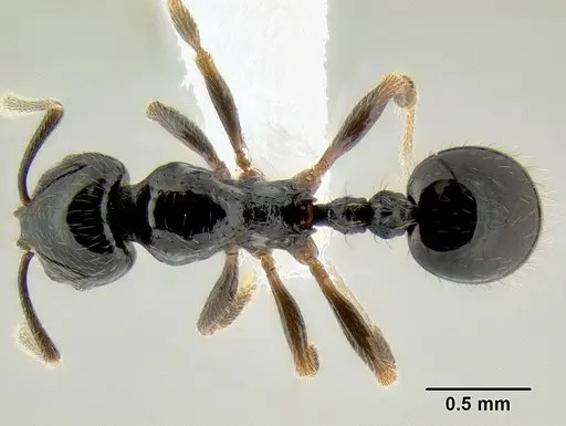 Stenamma llama - CASENT0605236