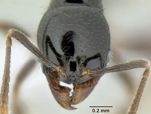 Stenamma llama - CASENT0605236