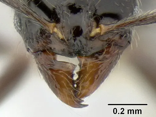 Stenamma llama - CASENT0605236