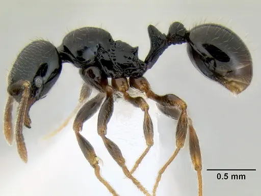 Stenamma llama - CASENT0605236