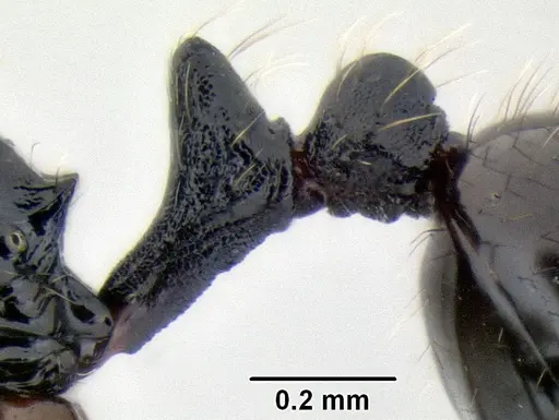 Stenamma llama - CASENT0605236