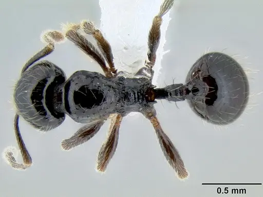 Stenamma llama - CASENT0605479