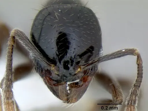 Stenamma llama - CASENT0605479