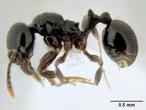 Stenamma llama - CASENT0605479