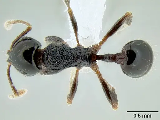 Stenamma lobinodus specimen