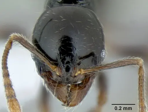 Stenamma lobinodus specimen