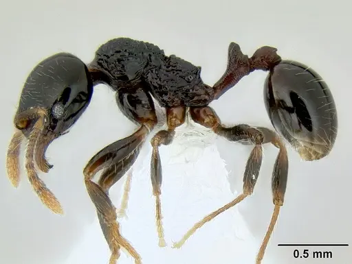 Stenamma lobinodus specimen