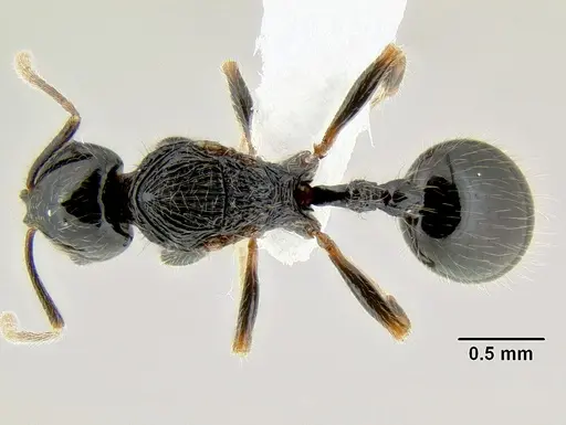 Stenamma lobinodus - CASENT0605638