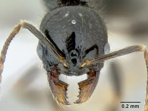 Stenamma lobinodus - CASENT0605638