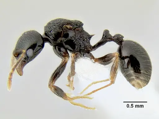 Stenamma lobinodus - CASENT0605638