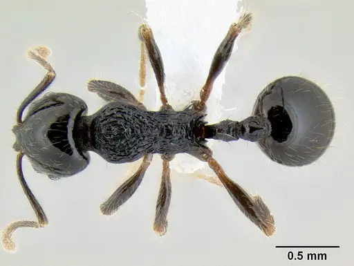 Stenamma lobinodus - CASENT0605658