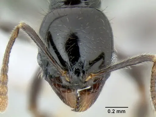 Stenamma lobinodus - CASENT0605658