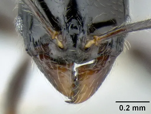 Stenamma lobinodus - CASENT0605658