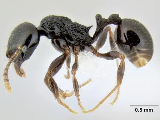 Stenamma lobinodus - CASENT0605658