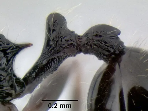 Stenamma lobinodus - CASENT0605658