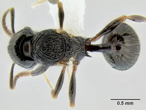 Stenamma lobinodus - CASENT0605697