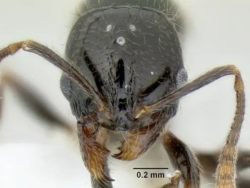 Stenamma lobinodus - CASENT0605697