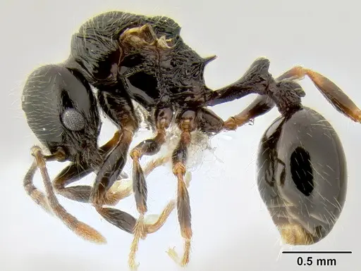 Stenamma lobinodus - CASENT0605697