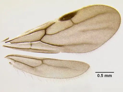 Stenamma lobinodus - CASENT0605697