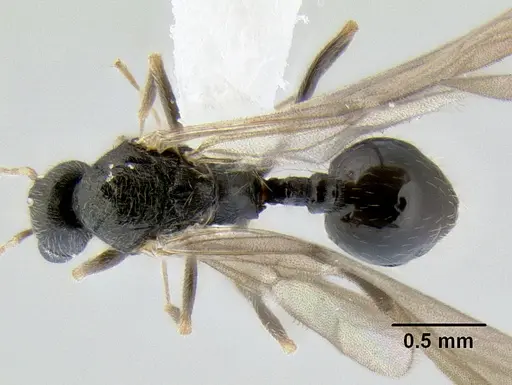 Stenamma lobinodus - CASENT0605698