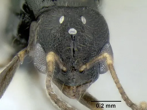 Stenamma lobinodus - CASENT0605698