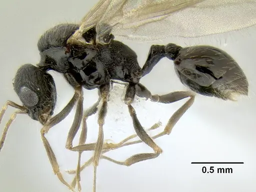 Stenamma lobinodus - CASENT0605698