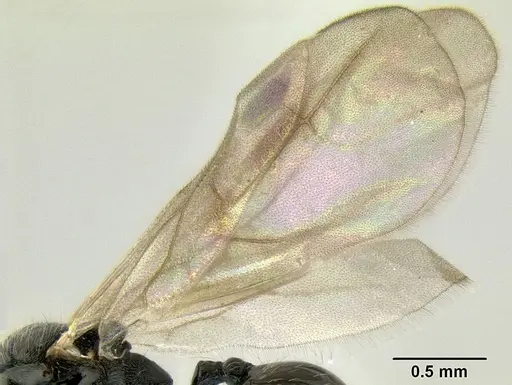 Stenamma lobinodus - CASENT0605698