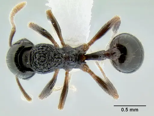 Stenamma lobinodus - CASENT0605814