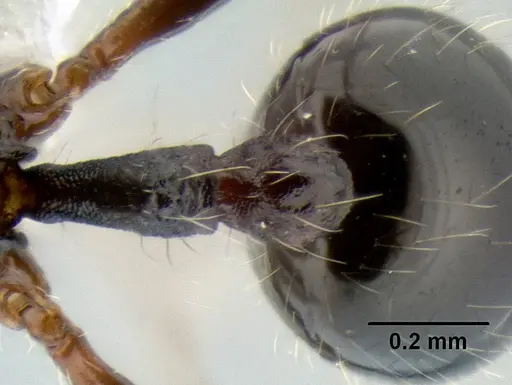 Stenamma lobinodus - CASENT0605814