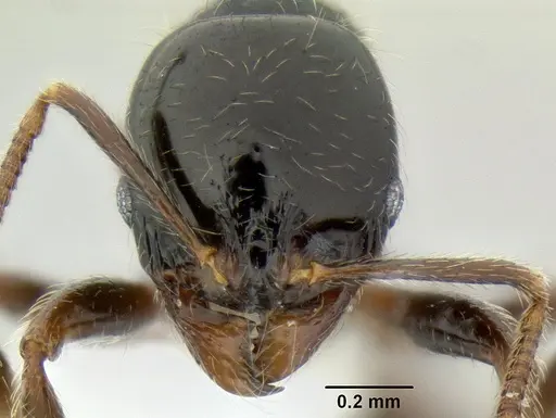 Stenamma lobinodus - CASENT0605814