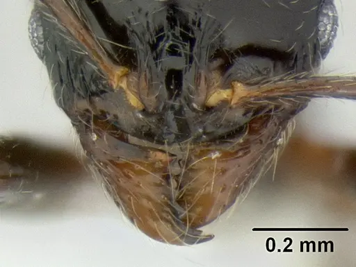 Stenamma lobinodus - CASENT0605814