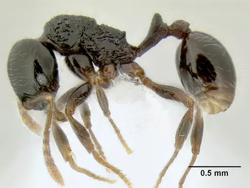 Stenamma lobinodus - CASENT0605814