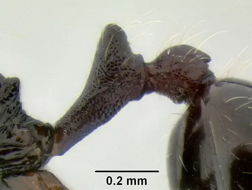 Stenamma lobinodus - CASENT0605814