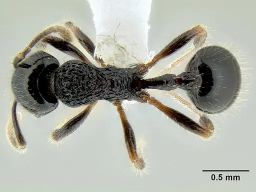 Stenamma lobinodus - CASENT0622422