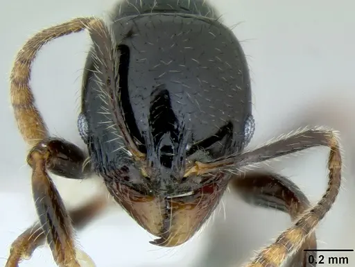 Stenamma lobinodus - CASENT0622422