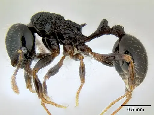 Stenamma lobinodus - CASENT0622422