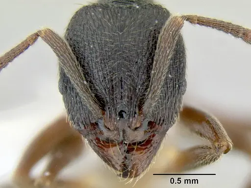 Stenamma longinoi specimen