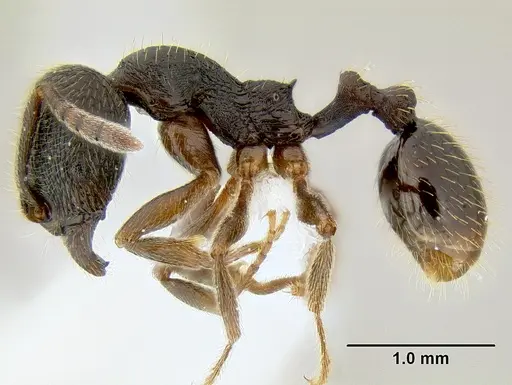 Stenamma longinoi specimen